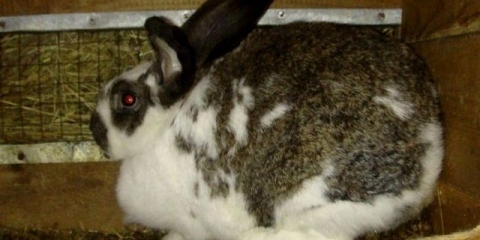 Koliko dugo traje trudnoća kod kunića